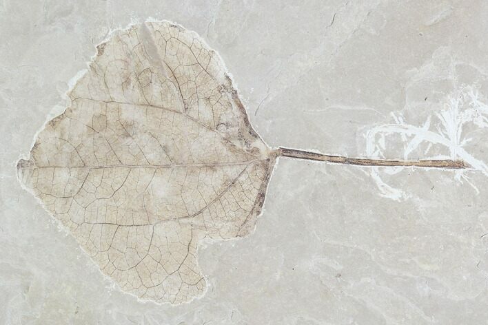 Fossil Leaf (Populus)- Green River Formation, Utah #110399